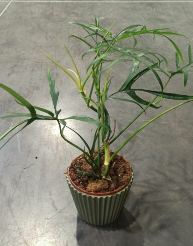 Philodendron Polypodioides alternative