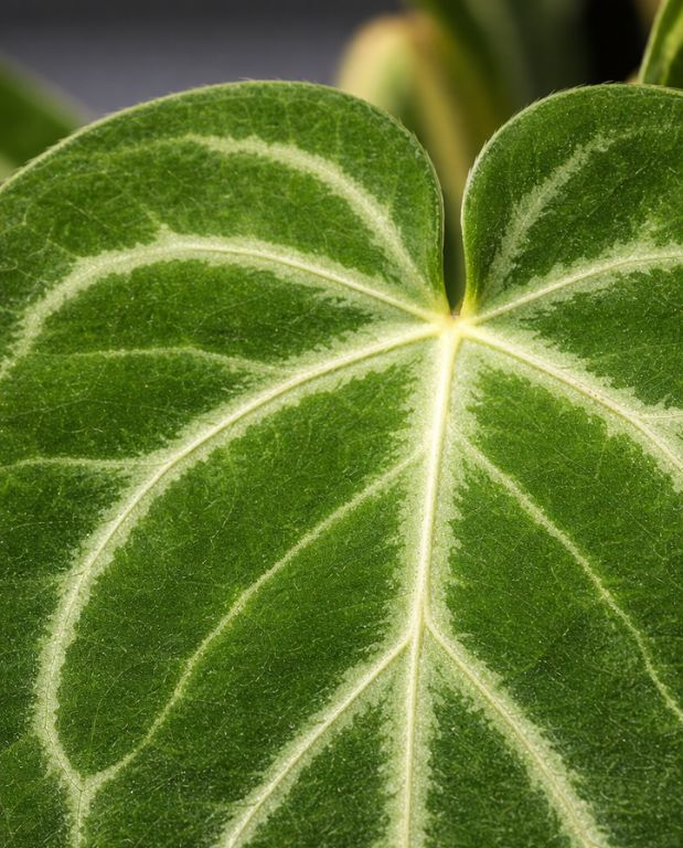 Anthurium Magnificum