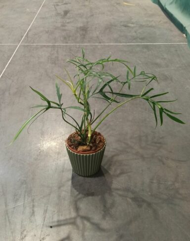 Philodendron Polypodioides
