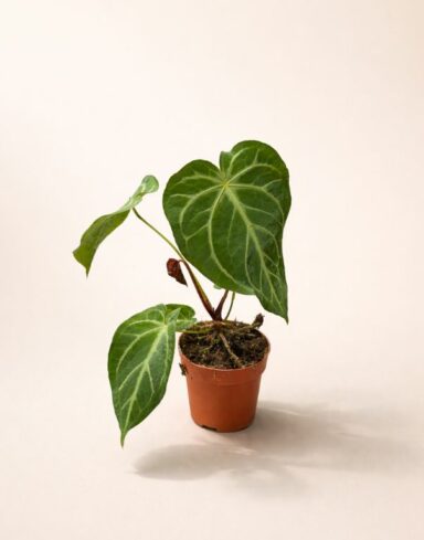 Anthurium Magnificum