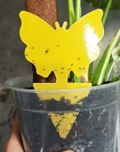 Pièges Jaunes Englués Anti-Mouches du Terreau, Sciarides, Pucerons et Insectes Volants alternative