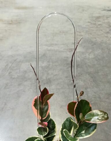 tuteur arche transparent