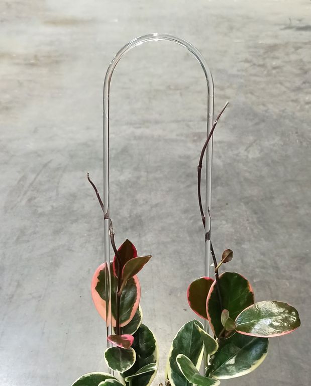 tuteur arche transparent