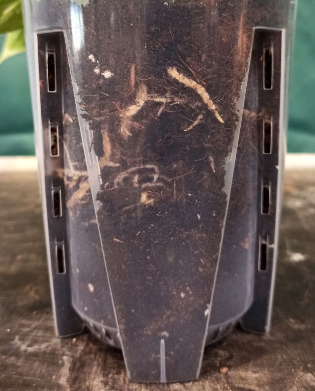 Pot Transparent profond pour Aracées – Parois Micro-Perforées