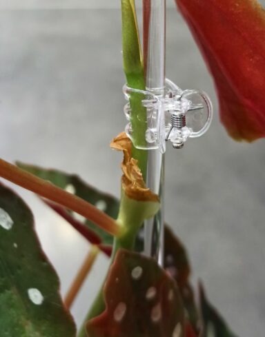 Pinces transparentes pour Plante x10 - Clips pour tuteur