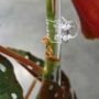Pinces transparentes pour Plante x10 - Clips pour tuteur