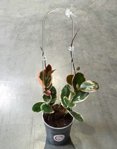 Support Tuteur Plante Grimpante Acrylique Transparent U alternative