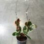 tuteur arche transparent