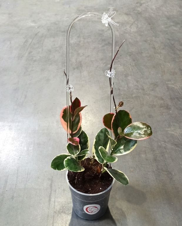 tuteur arche transparent