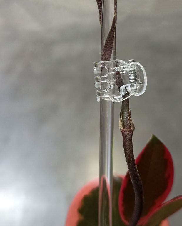 Pinces transparentes pour Plante x10 - Clips pour tuteur
