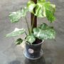 Soucoupes Transparentes Rigides pour Plantes