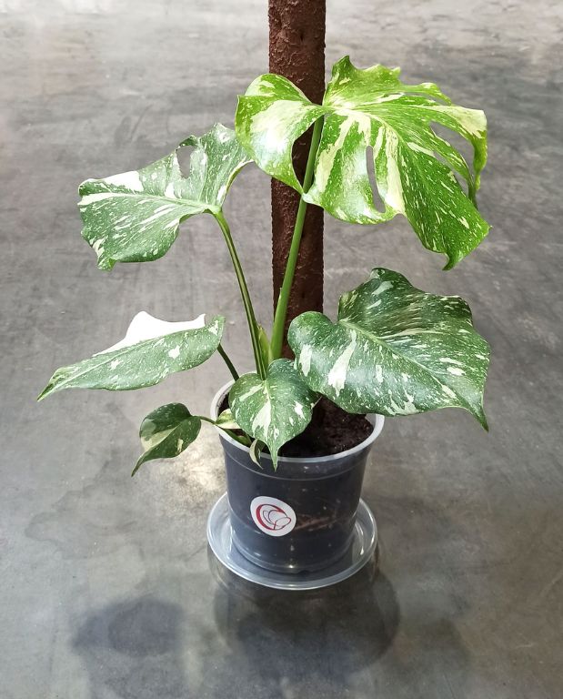 Soucoupes Transparentes Rigides pour Plantes