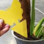 pièges jaunes englués papillon