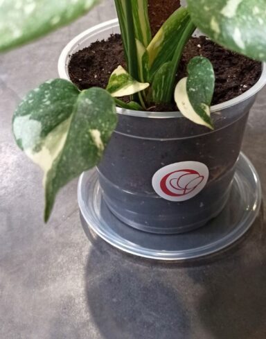 Soucoupes Transparentes Rigides x5 pour Plantes alternative