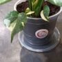 Soucoupes Transparentes Rigides pour Plantes