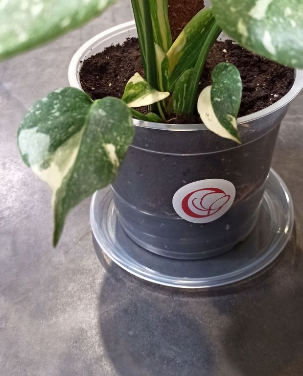 Soucoupes Transparentes Rigides pour Plantes