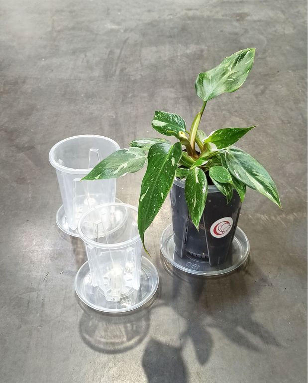 Soucoupes Transparentes Rigides pour Plantes