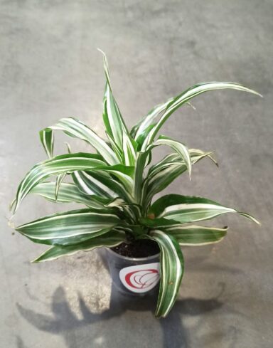 Dracaena Compacta Fragrans Kanzi