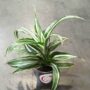 Dracaena Compacta Fragrans Kanzi