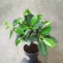 Ficus microcarpa Maya