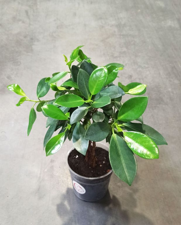 Ficus microcarpa Maya