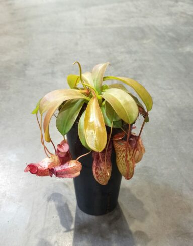 Nepenthes talangensis