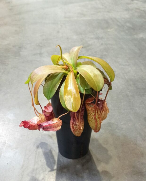 Nepenthes talangensis