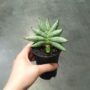 Sansevieria Inti Mini