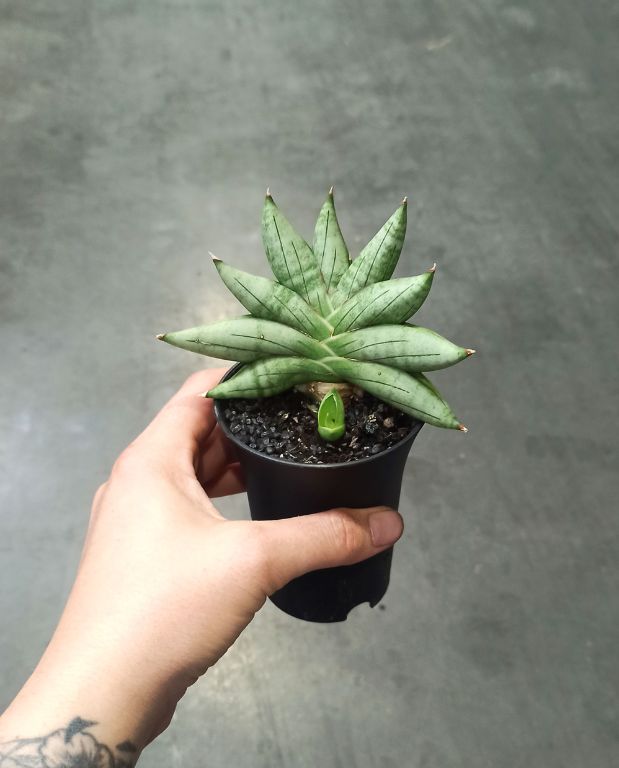 Sansevieria Inti Mini