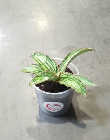 Sansevieria kirkii Cleopatra