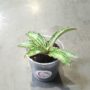 Sansevieria kirkii Cleopatra