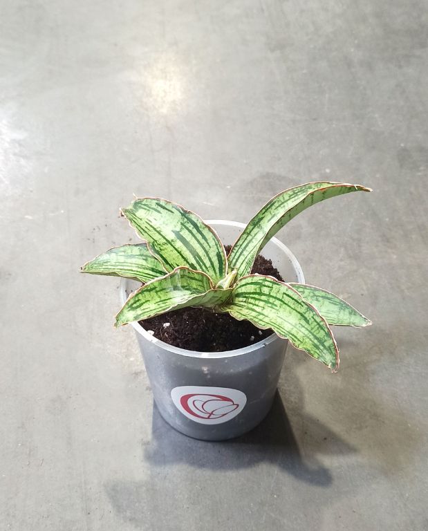 Sansevieria kirkii Cleopatra