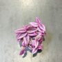 Tradescantia Pink Paradise