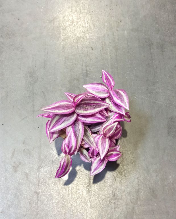 Tradescantia Pink Paradise