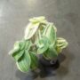 Tradescantia sillamontana Variegata