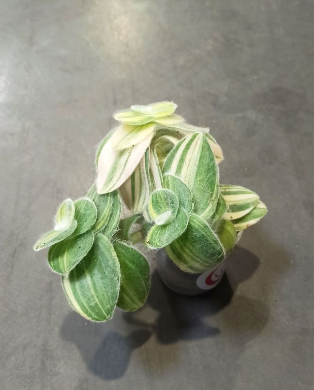 Tradescantia sillamontana Variegata