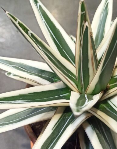 Agave victoriae-reginae White Rhino alternative