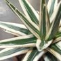 Agave victoriae-reginae White Rhino