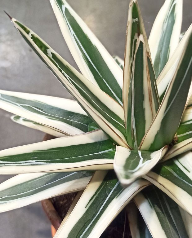 Agave victoriae-reginae White Rhino