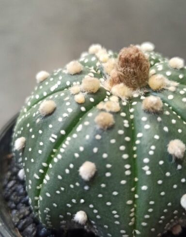 Astrophytum Asterias alternative