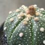 Astrophytum Asterias