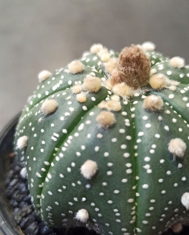 Astrophytum Asterias