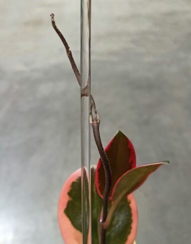 Tuteur Plante Grimpante Acrylique Transparent
