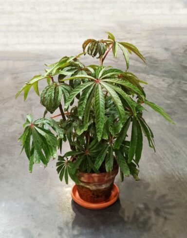 Begonia Luxurians - Begonia Palmier