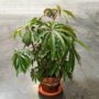 Begonia Luxurians - Begonia Palmier