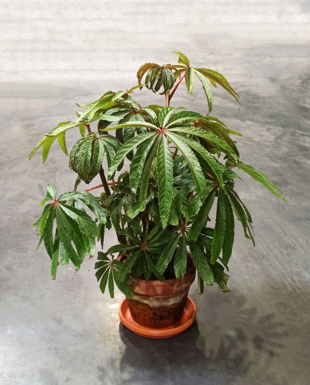 Begonia Luxurians - Begonia Palmier