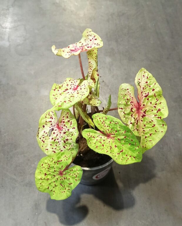 Caladium Miss Muffet