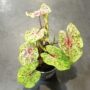Caladium Miss Muffet