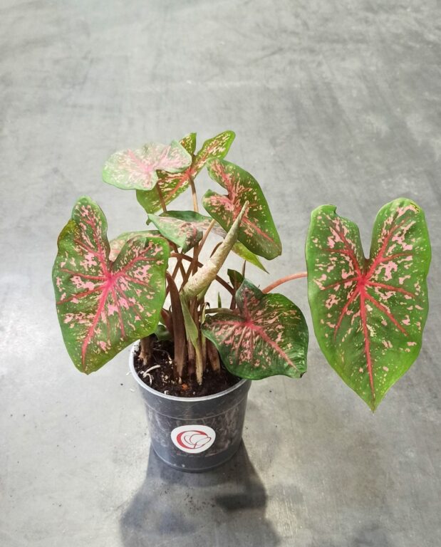 Caladium Pink Beauty