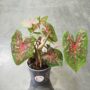 Caladium Pink Beauty